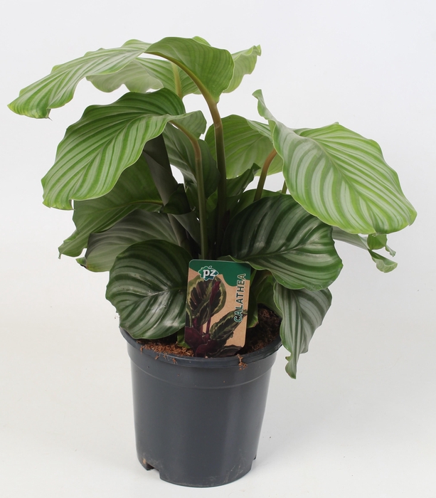 <h4>Calathea Orbifolia 21 cm</h4>