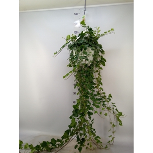 Hedera helix 'Wonder'
