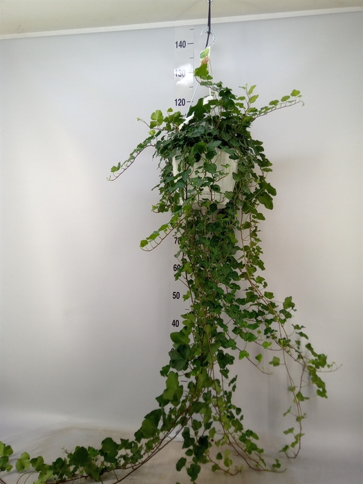 <h4>Hedera helix 'Wonder'</h4>