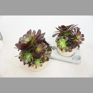 AEONIUM AB VELOURS