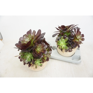 AEONIUM AB VELOURS
