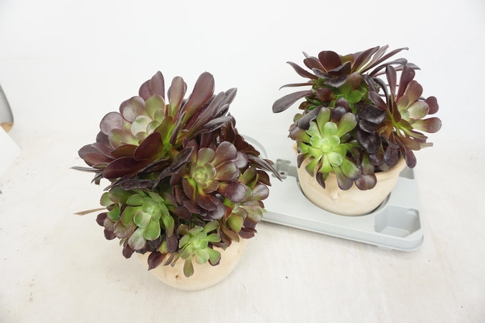 <h4>AEONIUM AB VELOURS</h4>
