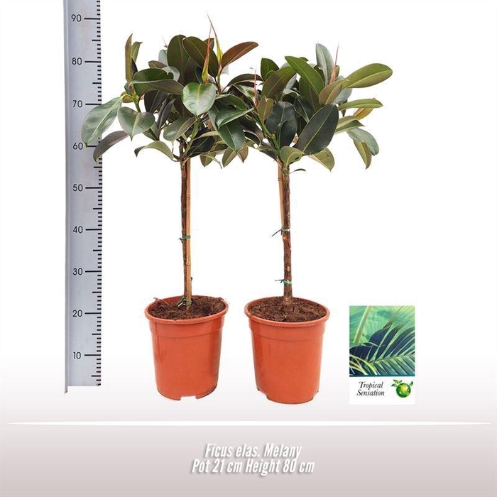 <h4>Ficus El Melany Stam</h4>