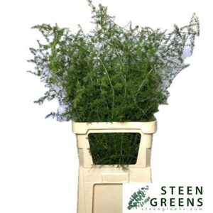 ASP ASPARAGUS ACUTIFOLIUS ASP ACUTI