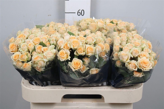 <h4>R Tr Trinity</h4>