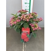 HYDR  RED  8-10 kop