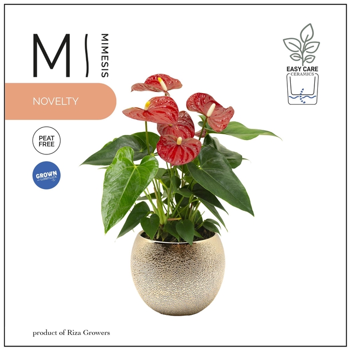 <h4>Mimesis Anthurium KARMA Rood Wit Duo - Bubbly Gold</h4>