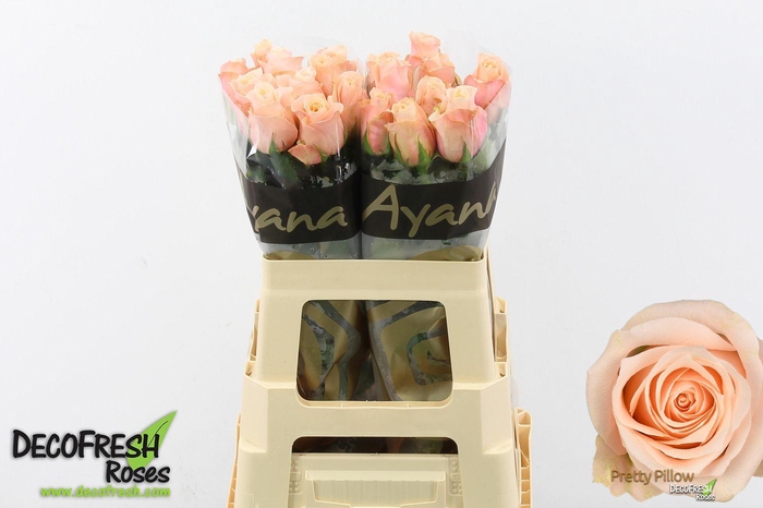 <h4>R Gr Pretty Pillow</h4>