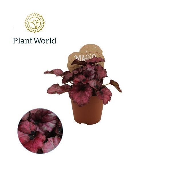 <h4>Begonia rex Red Bull 8,5cm</h4>