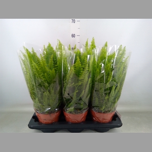 Nephrolepis exal. 'Green Lady'