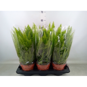 Nephrolepis exal. 'Green Lady'