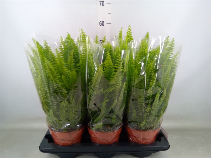 <h4>Nephrolepis exal. 'Green Lady'</h4>