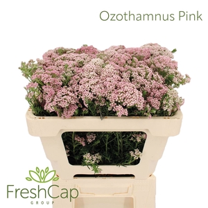 Ozothamnus Pink Spray