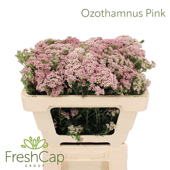 <h4>Ozothamnus Pink Spray</h4>