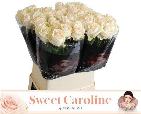 <h4>R Gr Sweet Caroline</h4>