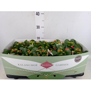 Kalanchoe  'Thalia'