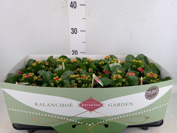 <h4>Kalanchoe  'Thalia'</h4>