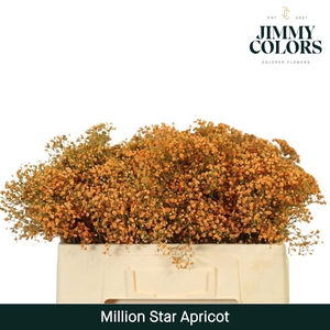 Gyps Million Star l50 Apricot