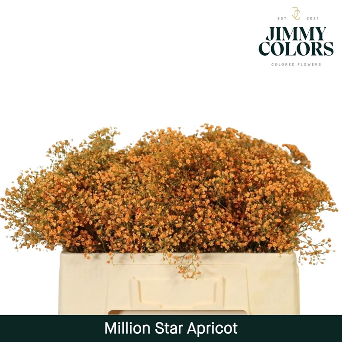 <h4>Gyps Million Star l50 Apricot</h4>
