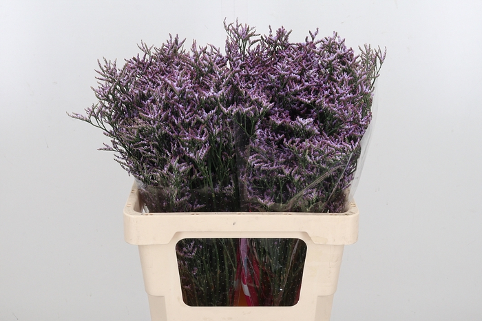 <h4>Limon Safora Lilac</h4>