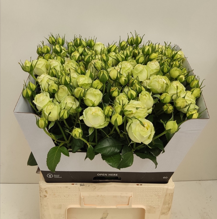 <h4>R TR WEDDING PIANO</h4>