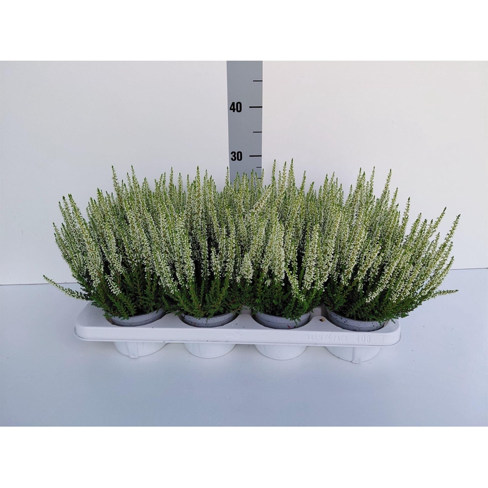 <h4>Calluna vulg. 'Beauty L Verenka'</h4>