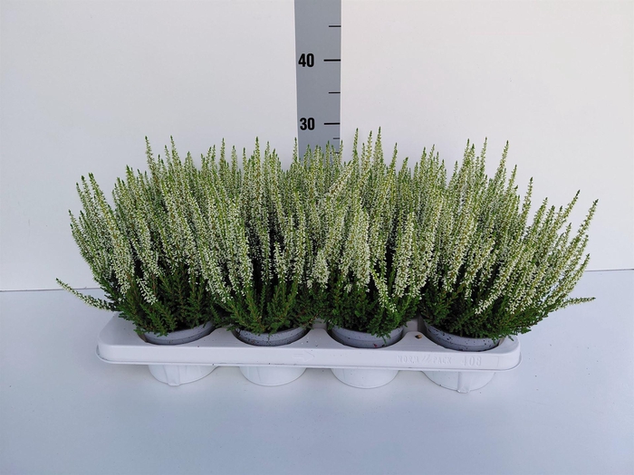 Calluna vulg. 'Beauty L Verenka'