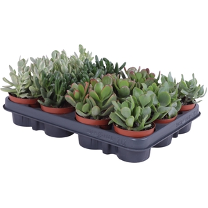 Crassula mix 8,5 cm