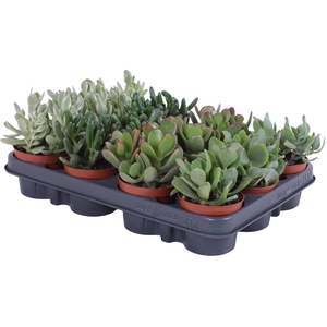 Crassula mix 8,5 cm
