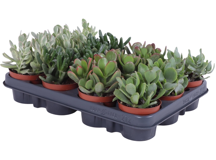<h4>Crassula mix 8,5 cm</h4>