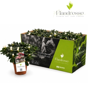 Azalea Flandresse® 'Innocent White' 22 - 25 cm