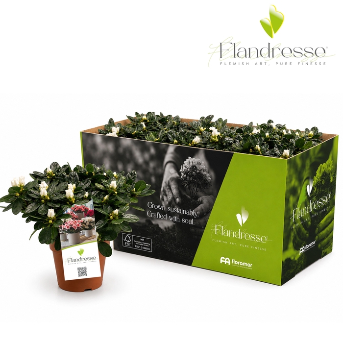 <h4>Azalea Flandresse® 'Innocent White' 22 - 25 cm</h4>