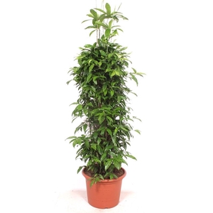 Dracaena surculosa
