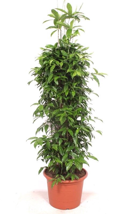<h4>Dracaena surculosa</h4>