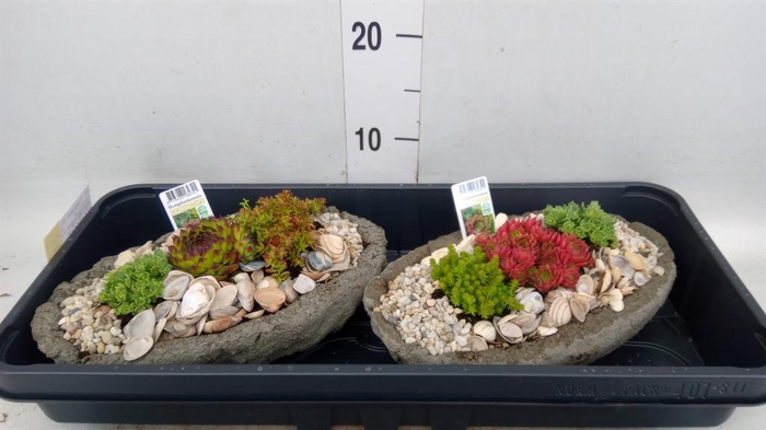 <h4>Arr. Tuinplanten L%</h4>