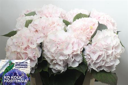 <h4>Hydr M Ch Sweet Verena Extra</h4>