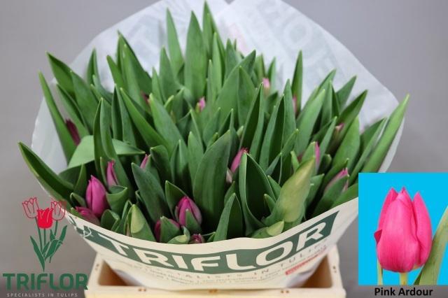 <h4>Tu En Pink Ardour</h4>