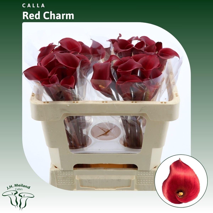 <h4>Calla Red Charm</h4>