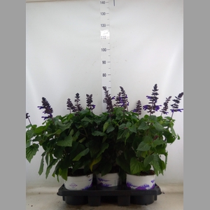 Salvia  'Salgoon Lake Onega Impr.'