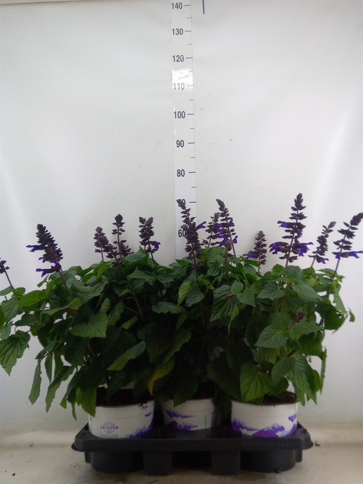 <h4>Salvia  'Salgoon Lake Onega Impr.'</h4>