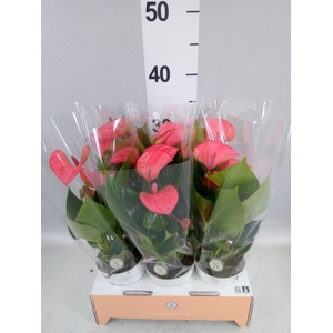 Anthurium andr. 'Pink Champion'