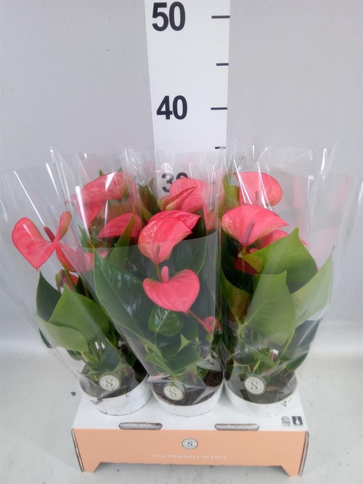 <h4>Anthurium andr. 'Pink Champion'</h4>