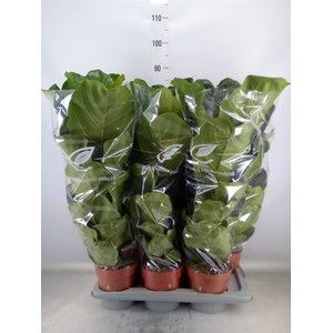 Ficus lyrata