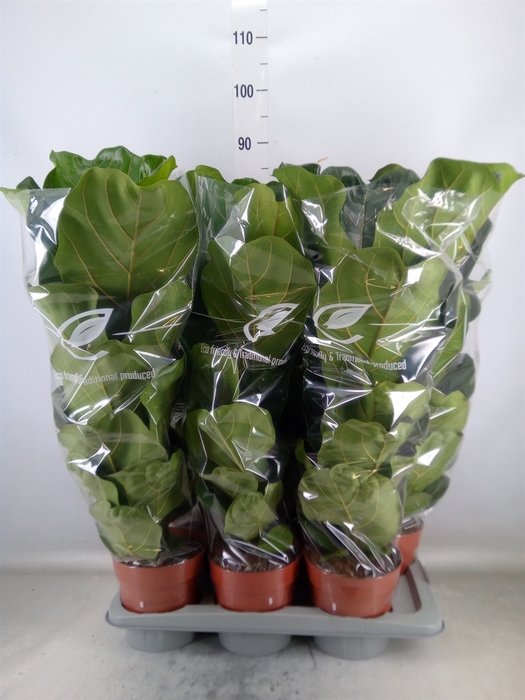 <h4>Ficus lyrata</h4>