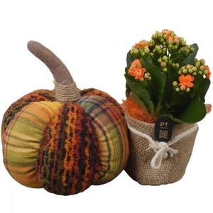 PTHI3330 Arrangement Autumn Indoor in stof pot met pompoen