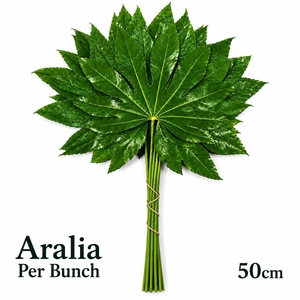 FATSIA JAPONICA BS