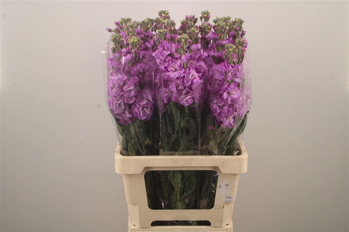 <h4>MATTH IRON BLUE</h4>