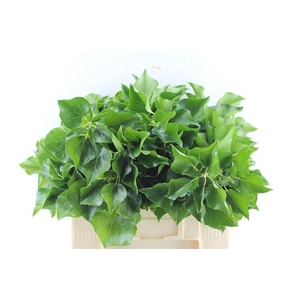 Hedera Extra Per Pak