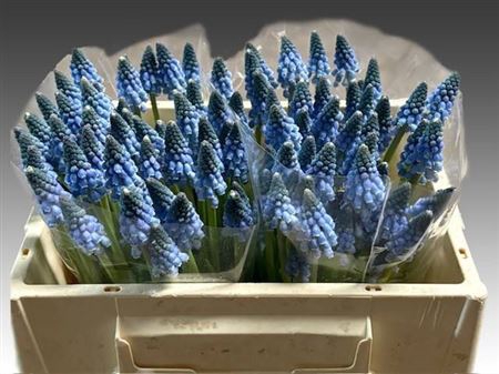 <h4>Muscari Carola</h4>