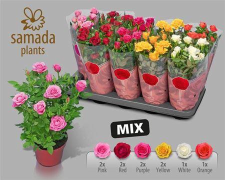 <h4>Ro Samadapl Gem 6 Sr</h4>